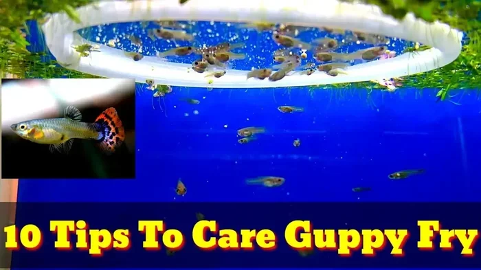 Do Betta Fish Eat Guppy Fry Essential Tips for Care