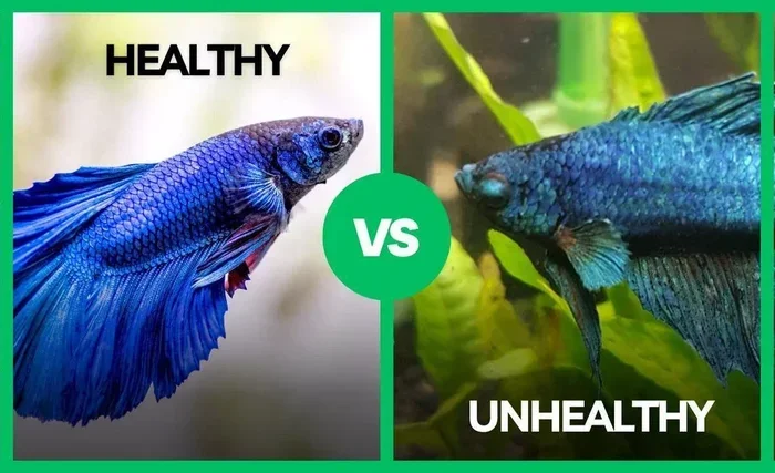 How Many Blood Work Can Betta Fish Have