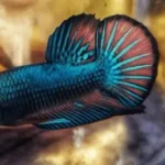 How Well Can Betta Fish Hear