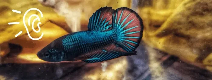 How Well Can Betta Fish Hear