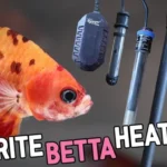 How to Use a Heat Lamp for Betta Fish