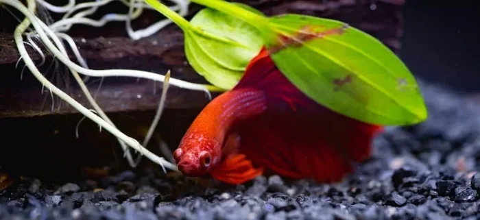 Do Betta Fish Hide a Lot