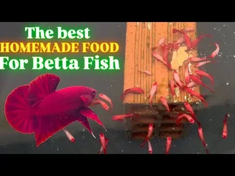How to Make Food for Betta Fish