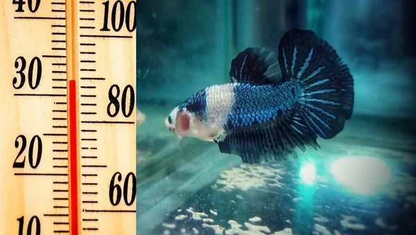 Is 83 Degrees Too Hot for a Betta Fish