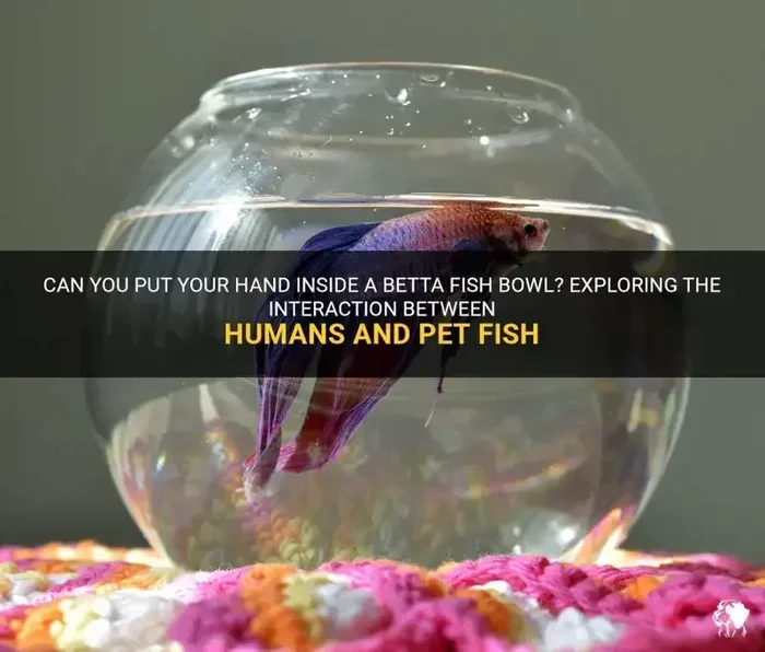 Do Betta Fish Interact with Humans
