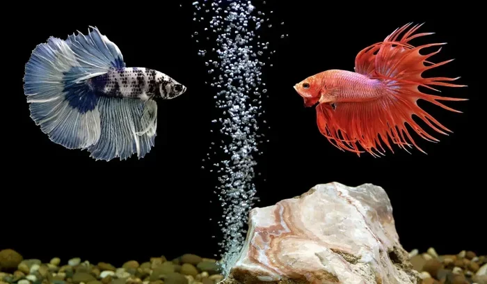 How Many Betta Fish Years Are in a Human Year
