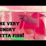 How Long Will Betta Fish Live Without Food