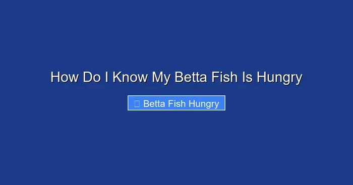 How Do I Know My Betta Fish Is Hungry