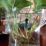 How to Make Hydropod Garden Betta Fish
