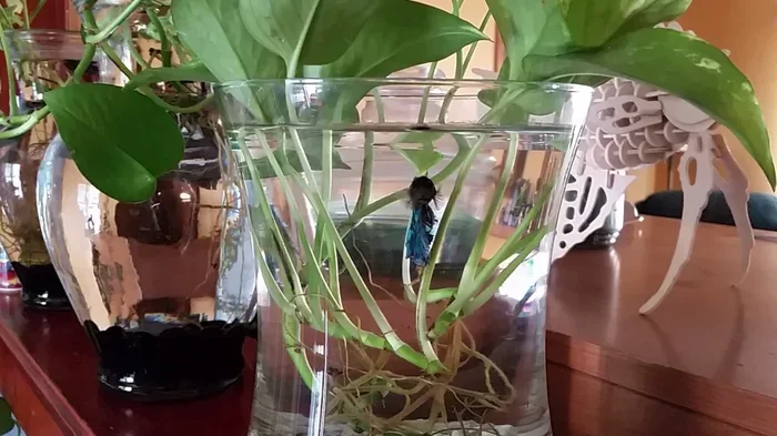 How to Make Hydropod Garden Betta Fish