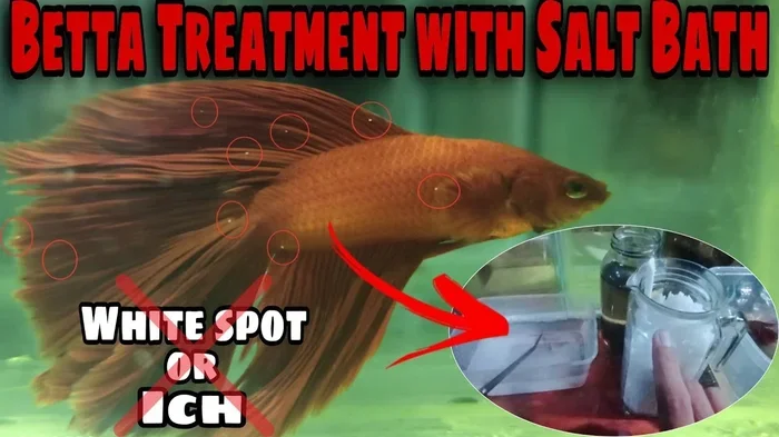 How to Treat and Prevent Ich Betta Fish