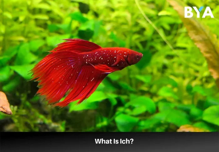 How to Treat Betta Fish Ich