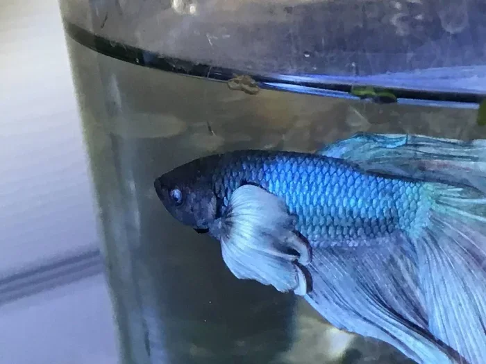 How Tocure Ich Betta Fish