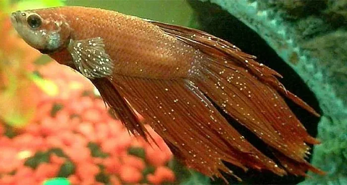 How to Treat Ich on Betta Fish