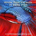 What Causes Ich in Betta Fish