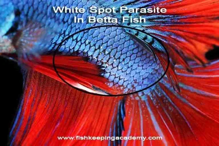 What Causes Ich in Betta Fish