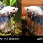 What Causes Ick on Betta Fish
