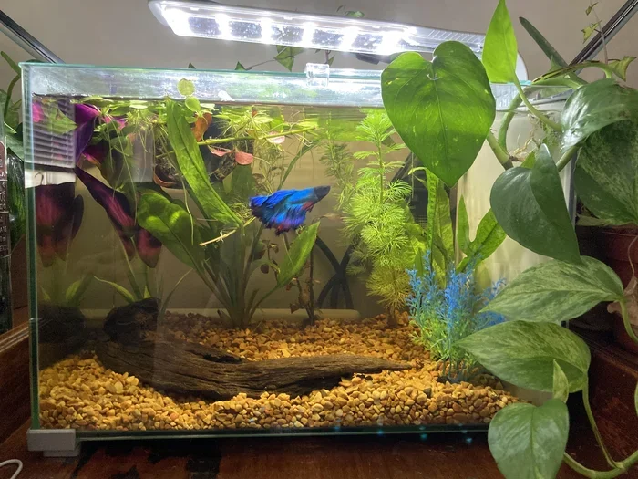 How Many Betta Fish In A 5 Gallon Tank Is Safe
