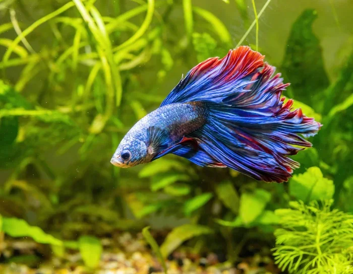Do Betta Fish Get Bored Signs and Easy Fixes