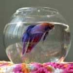 Can a Betta Fish Live in a Fish Bowl