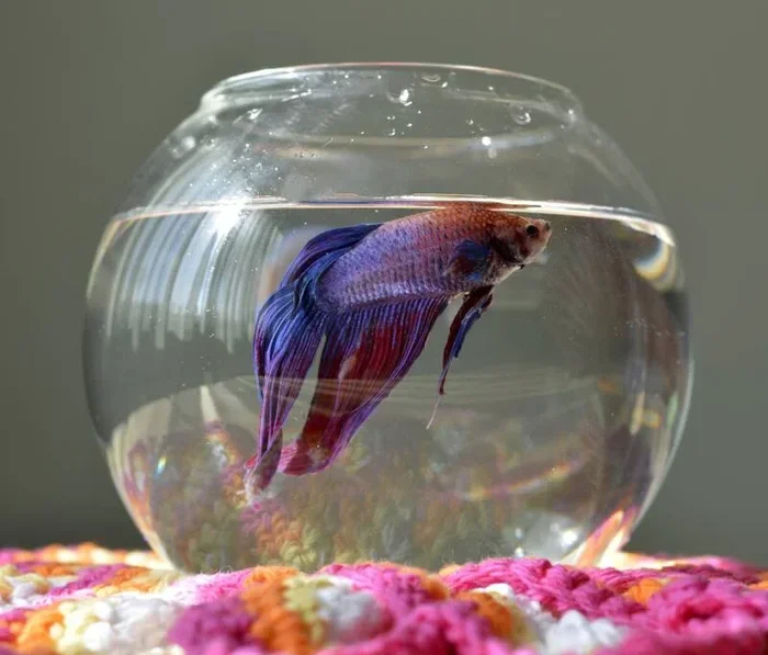Can a Betta Fish Live in a Fish Bowl