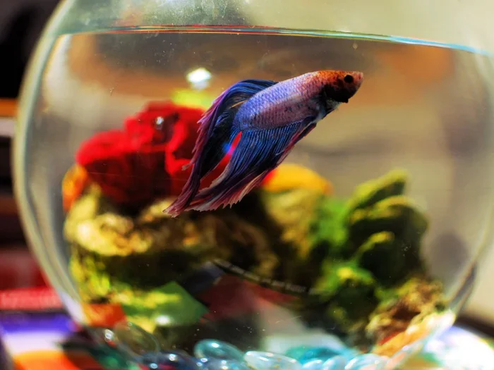 How to Put a Betta Fish
