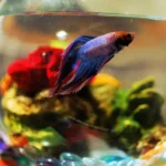 How to Take Care of Your New Betta Fish