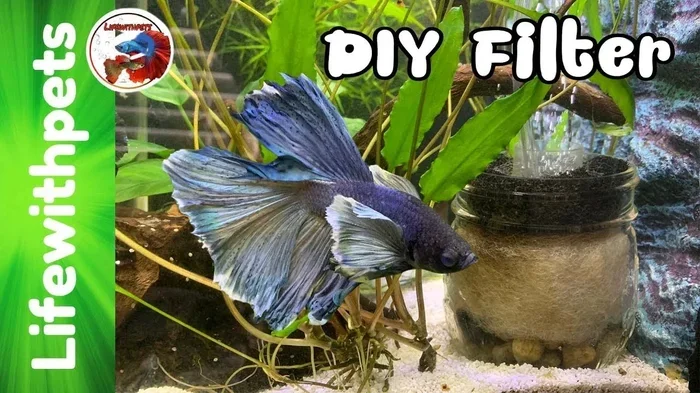 Do Betta Fish Need a Filter to Live in Your Tank