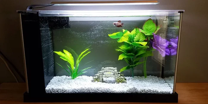 Do Betta Fish Need a Filter for Their Tanks