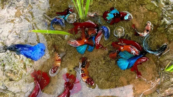 How Do Betta Fish Survive In The Wild Amazing Facts