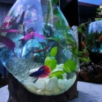 How to Put Betta Fish in New Bowl