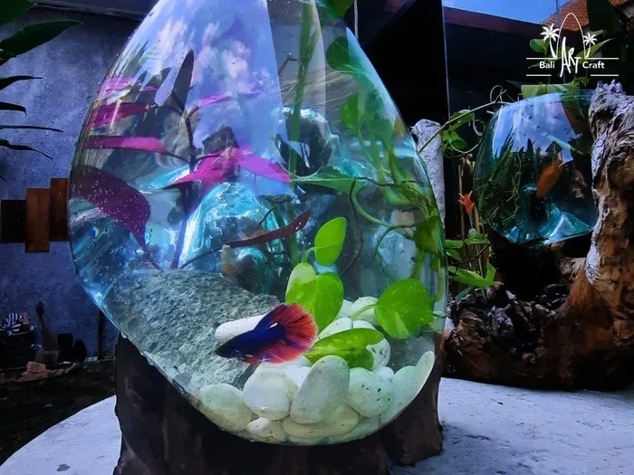 How to Put Betta Fish in New Bowl