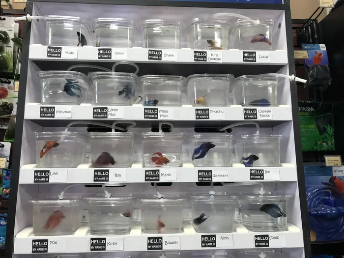 How to Take Care of a Betta Fish Petsmart
