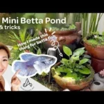 How to Prepare a 10 Gallon Pond for Betta Fish