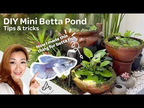 How to Prepare a 10 Gallon Pond for Betta Fish