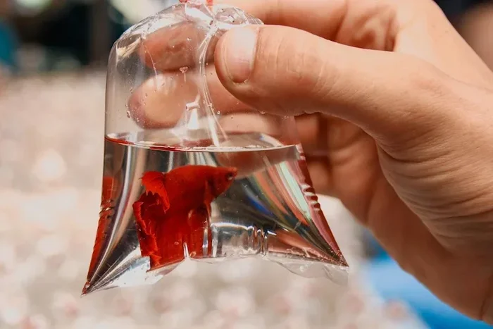How to Transport Betta Fish Long Distances