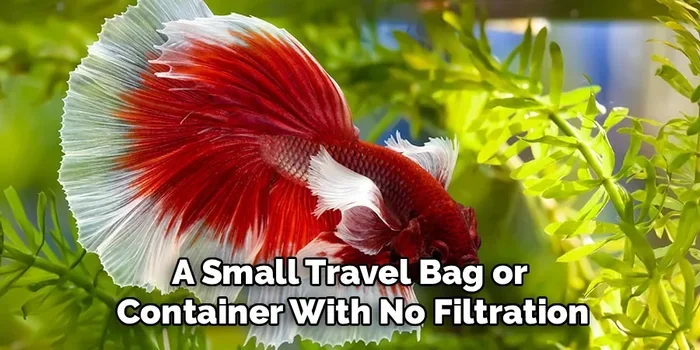 How to Transfer Betta Fish When Moving