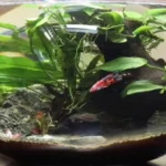 Can a Betta Fish Live in a Vase