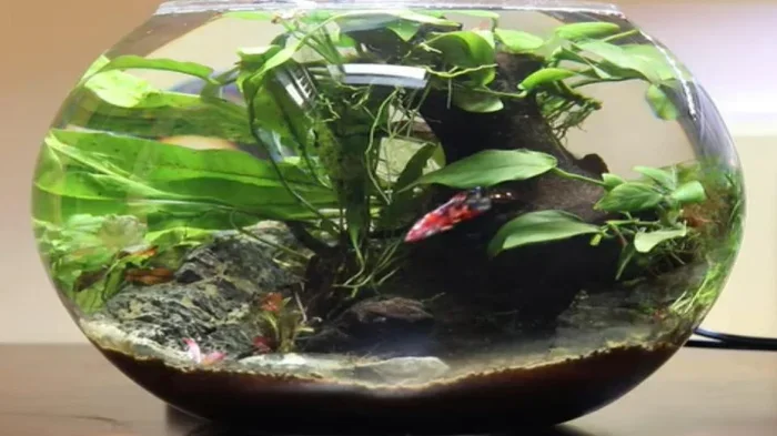 Can a Betta Fish Live in a Vase