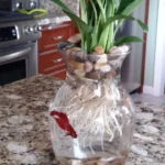 How to Set Up a Vase for a Betta Fish