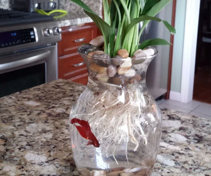 How to Set Up a Vase for a Betta Fish