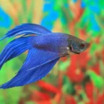 Can You Use Well Water for Betta Fish Simple Guide