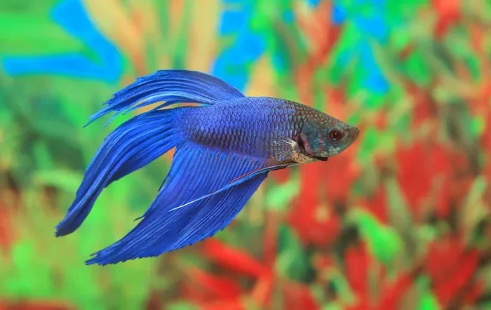 Can You Use Well Water for Betta Fish Simple Guide