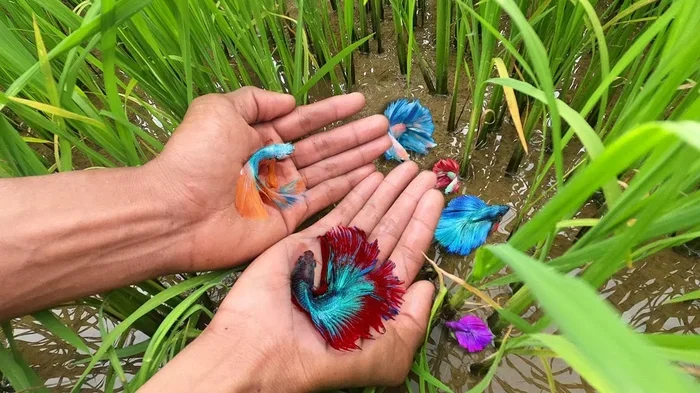 Where Are Betta Fish Found In The Wild And Captivity