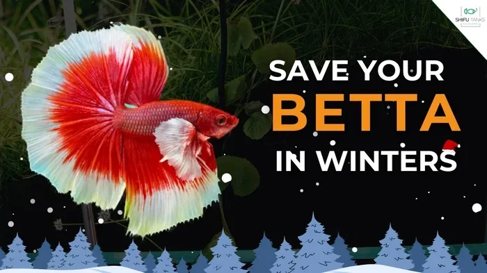 Do Betta Fish Hibernate in the Winter