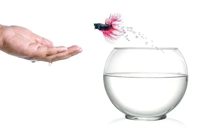 Do Betta Fish Jump Out of Bowls