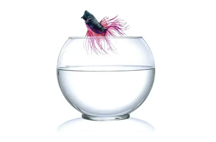 Do Betta Fish Jump Out of the Bowl