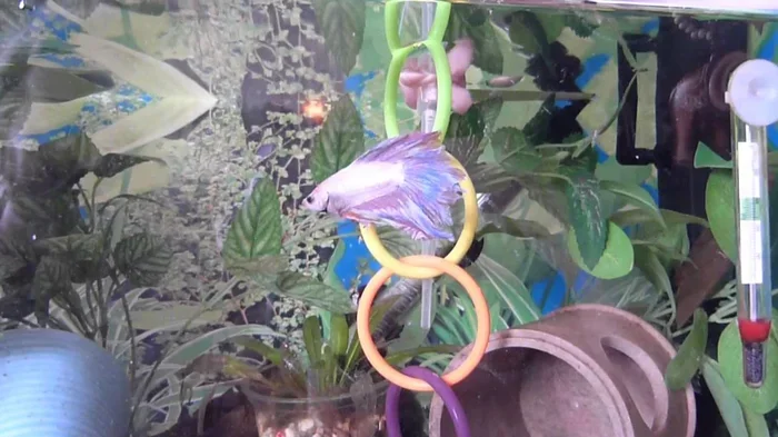 How to Train Betta Fish to Jump Through Hoops