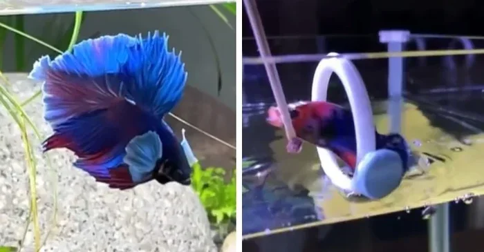 How to Train Betta Fish to Jump Through Hoop