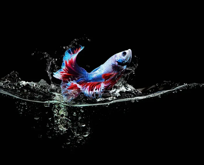 Do Betta Fish Jump Out